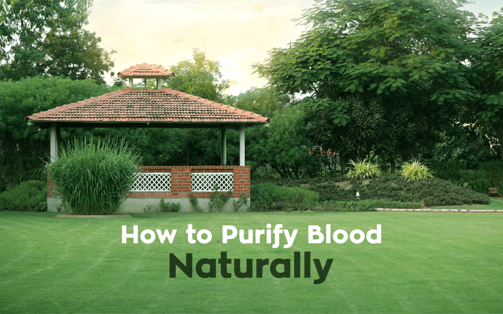 How to Purify Blood Naturally